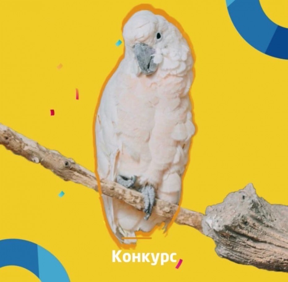 Конкурс с «ЭКзоопарк»